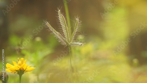 Macro closeup of Brown Growing ornamental home landscape grasses. Big Brownstem - Andropogon gerardii.  Macro close-up of brown grass without-focus background. Plant detail summer macro yellow grass. photo