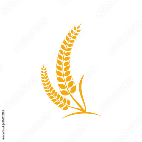 Agriculture Wheat logo template vector, Luxury Wheat Logo Concept, Icon Symbol