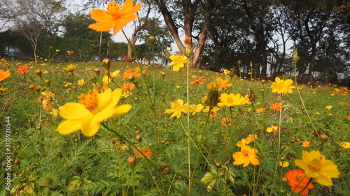 Foto Beautiful yellow cosmos flowers blooming in flower field background in sunny day