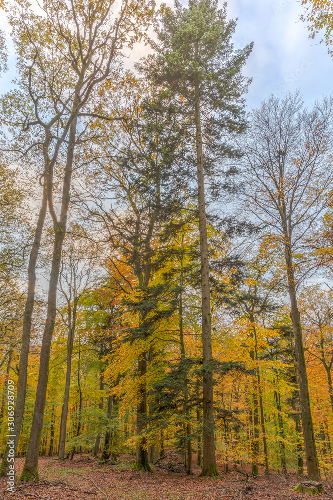 Herbstwald