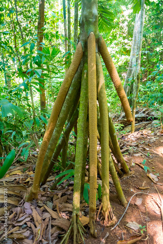 Roots of walking palm tree, Costa Rica, Central America photo