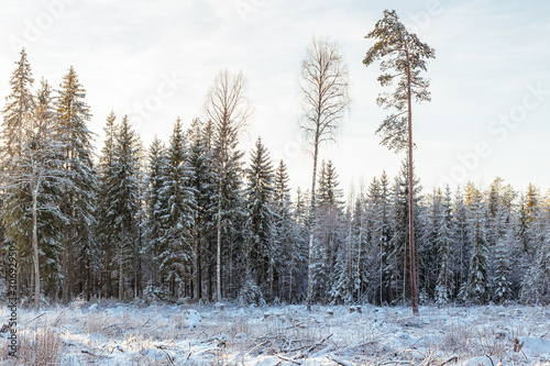A winter scene witrh cut forest and trees covered in snow in December in Latvia