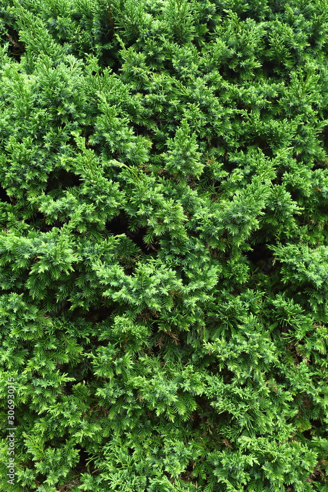 green pine tree in nature
