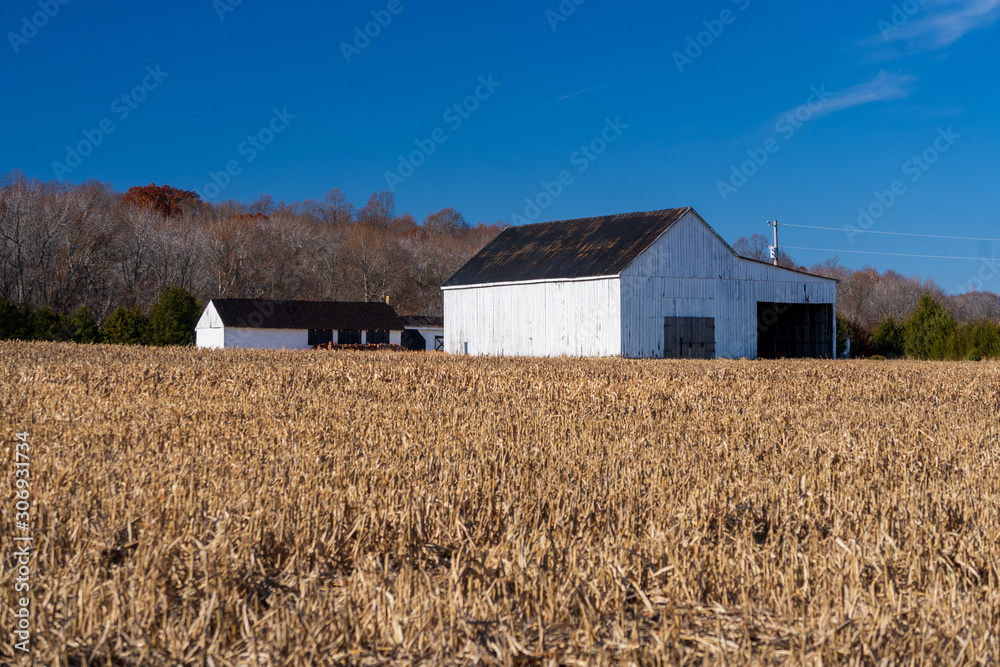 Old barns and an empty corn field after harvesting on sunny day Old barns and an empty corn field after harvesting on sunny day