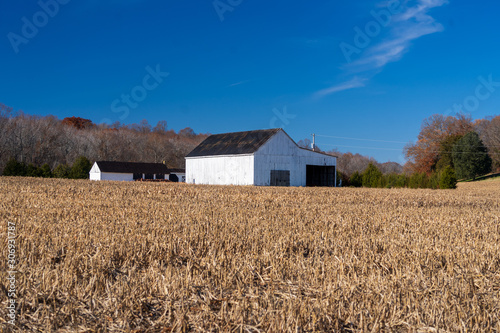 Old barns and an empty corn field after harvesting on sunny day sunny day