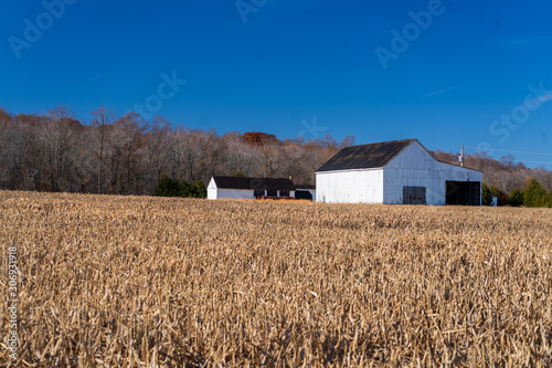 Old barns and an empty corn field after harvesting in sunny day