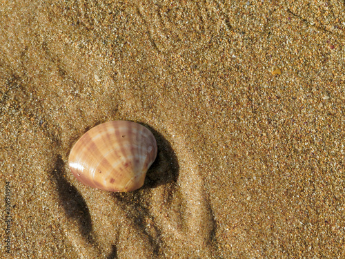 the shells in the sand