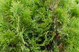 Dense branches of green coniferous fir. Evergreen coniferous plant with scale-like leaves. Coniferous tree. Cypress family. Juniper green bush of juniper on a brick wall background