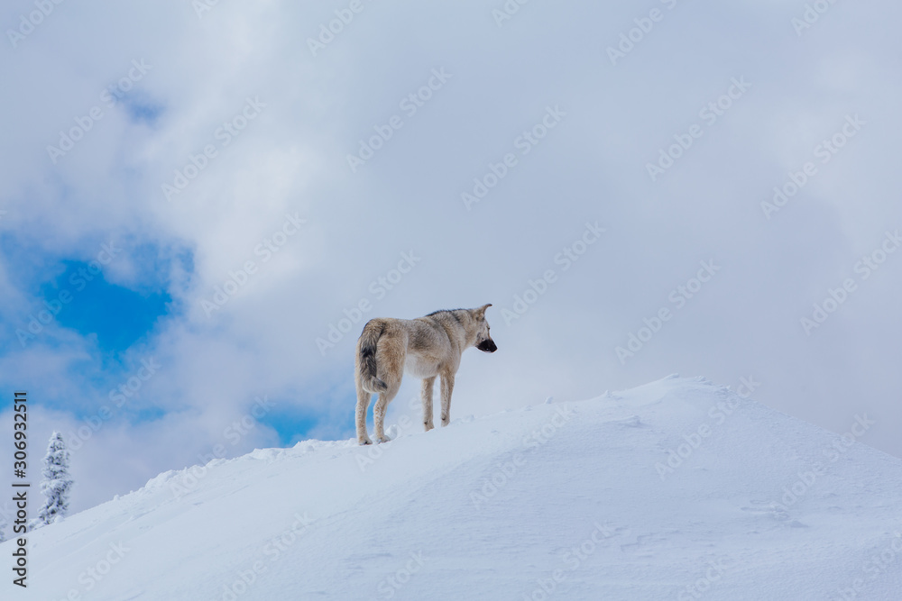 Lonely small grey dog on the top of a snowy hill