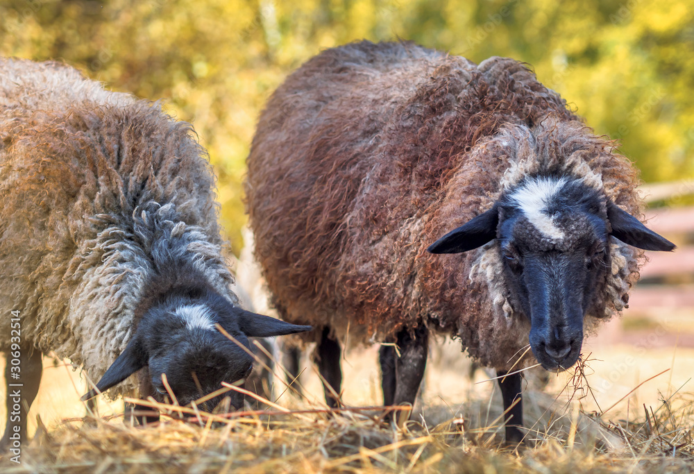 Two sheep are eating some hay in sunny day. Two sheep are eating some hay in sunny day.