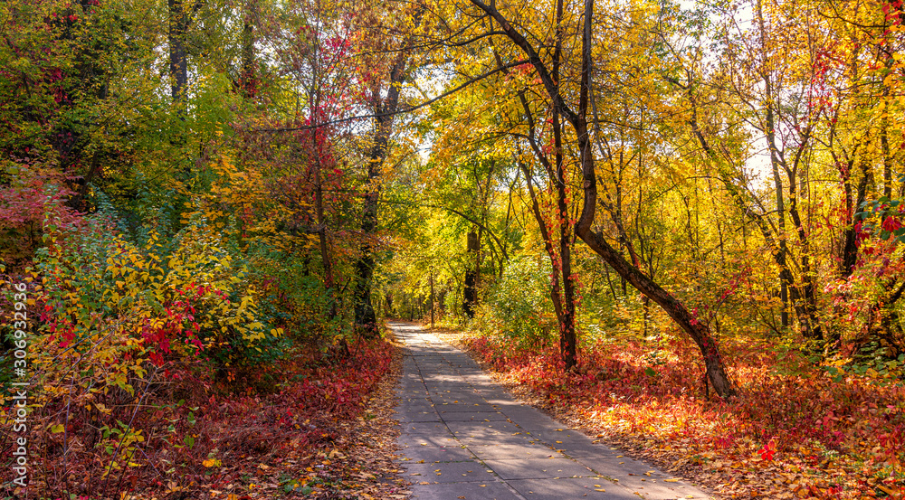 Forest. Beginning of autumn. The leaves began to turn yellow and blush, but still held on branches. Sunny day. A pleasant walk among the trees. Forest. Beginning of autumn. The leaves began to turn yellow and blush, but still held on branches. Sunny day. A pleasant walk among the trees.