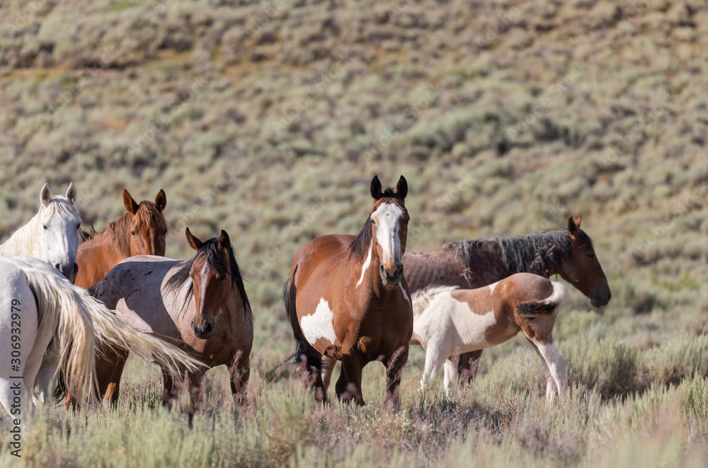Obraz premium Wild horses in Sand Wash Basin Colorado in Summer
