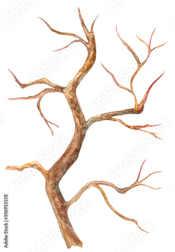 Dry bare tree. watercolor painting © Aloksa