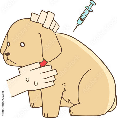 ゴールデンレトリバーの子犬（注射）