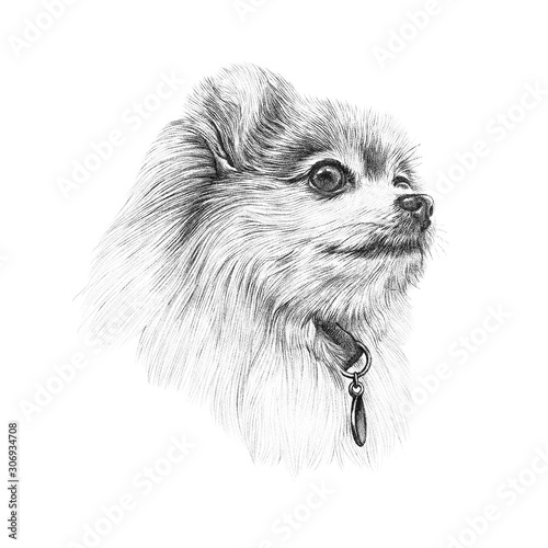 Black and White Drawing of Pomeranian Spitz dog. Illustration of a handsome puppy. Cute Spitz. Small Lap Dog Breeds. Pencil, ink hand drawn realistic portrait. Animal collection: Dogs. Design template