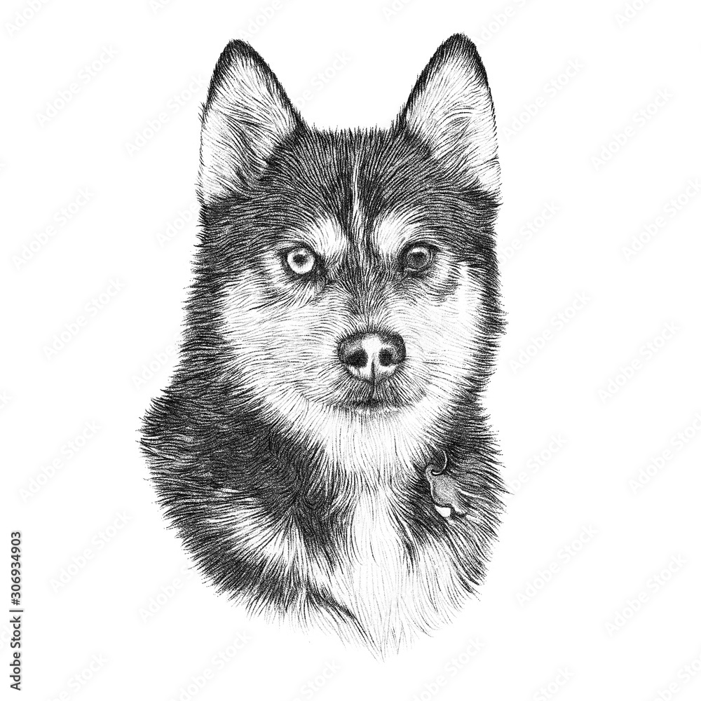 Pencil Pet Drawings | Portraits from Photos | Jonny Atkinson Art