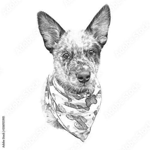 Australian Cattle dog with bandana. Black and white sketch of a handsome puppy isolated on white background. Hand drawn Portrait of a cute dog. Animal art collection. Design template. Good for T shirt