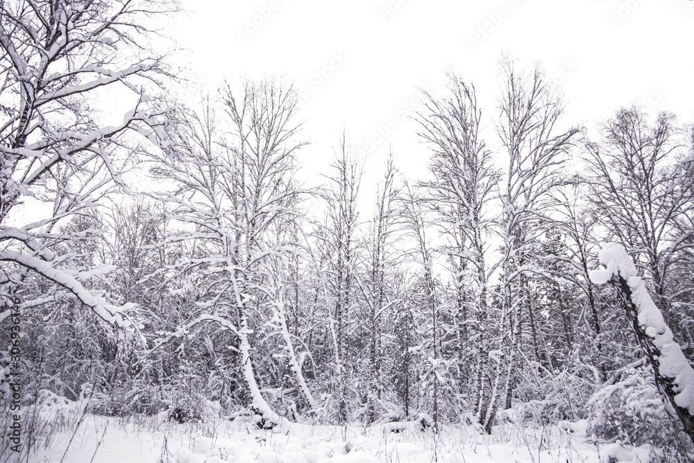 winter forest covered with white fluffy snow winter forest covered with white fluffy snow