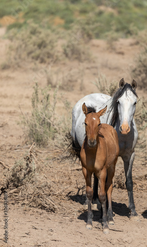 Wild horses in Sand Wash Basin Colorado in Summer © natureguy