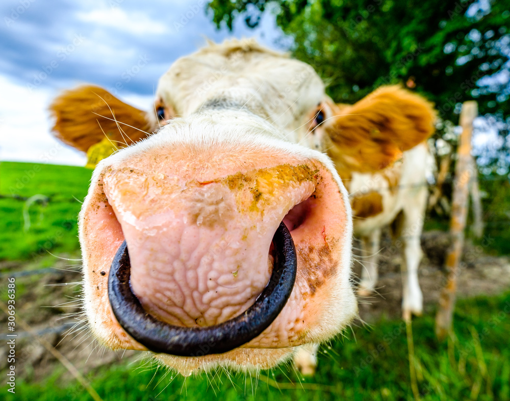 funny cow funny cow