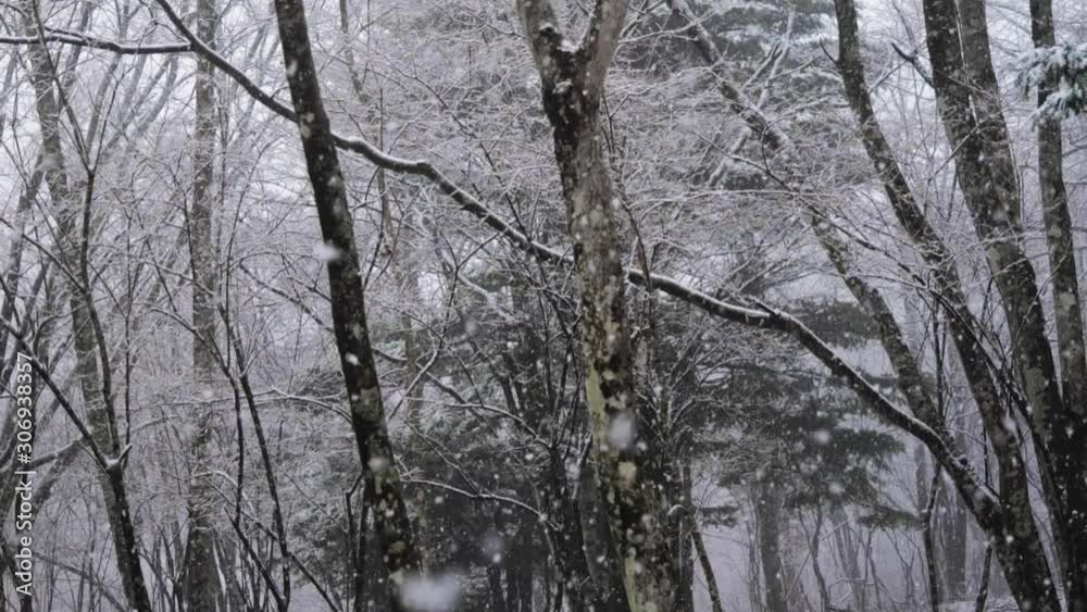 Snow Slowly Falling in a Forest (Super Slow Motion) Snow Slowly Falling in a Forest (Super Slow Motion)
