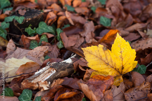 Closeup of autumnal leaves on the floor on the forest