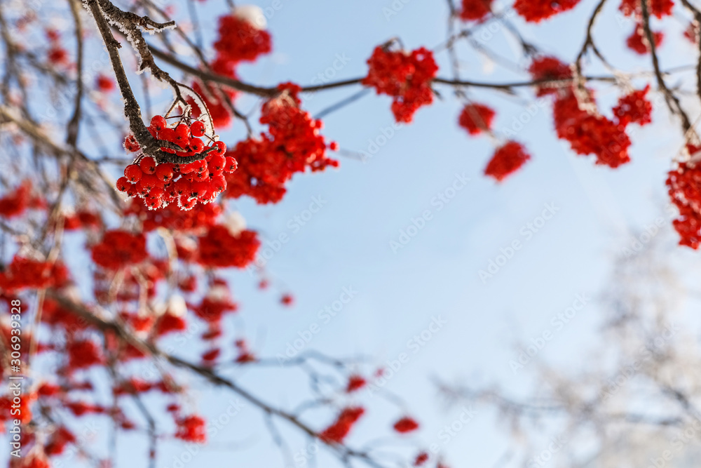 Frozen red berries of rowan on background of sky . Winter. Copy space. Frozen red berries of rowan on background of sky . Winter. Copy space.