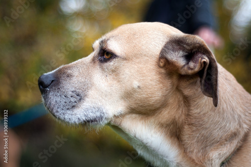 close up of a dog's face in profile with a black nose. beautiful golden eyes. looking far. outdoor.Animal head close up shot.