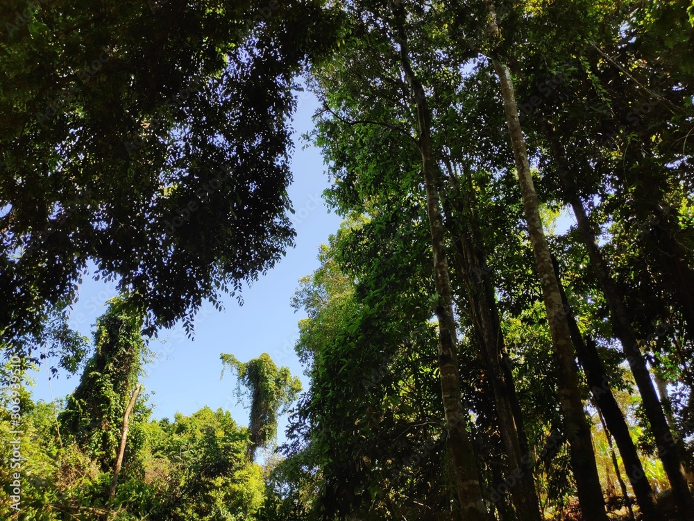 Fototapeta premium Tropic trees