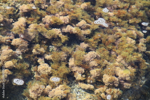 Rochers et algues marines