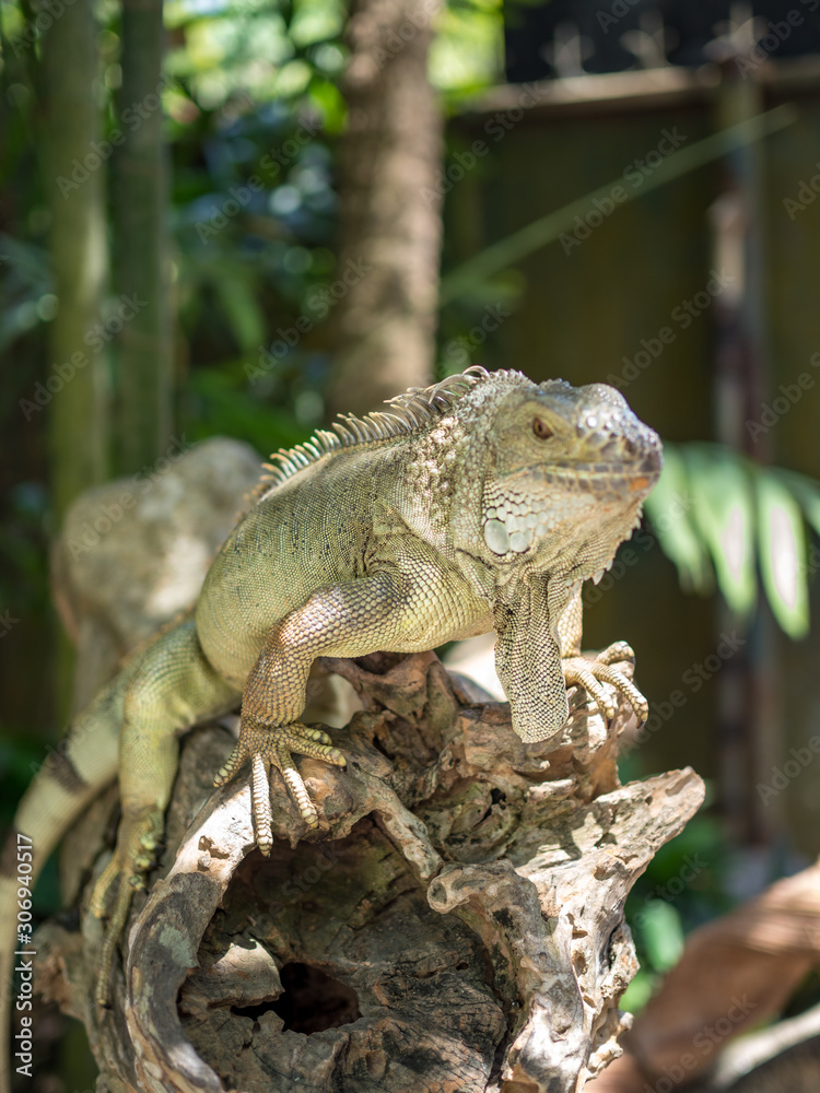 Indonesia, november 2019: Green iguana on tree branch in the Bali park of reptilies Indonesia, november 2019: Green iguana on tree branch in the Bali park of reptilies
