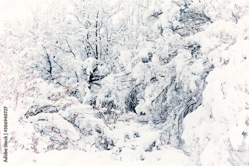 Winter forest. Forest covered by fresh snow during Winter Christmas time. The winter scene with white snow foreground. Winter forest. Forest covered by fresh snow during Winter Christmas time. The winter scene with white snow foreground.