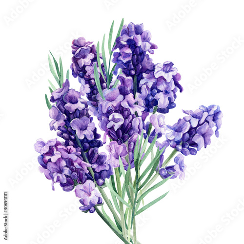 lavender  bouquet flowers on an isolated white background  botanical painting  watercolor illustration  hand drawing
