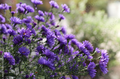 Chrysanthemums. Beautiful purple flowers. Bright autumn flowers