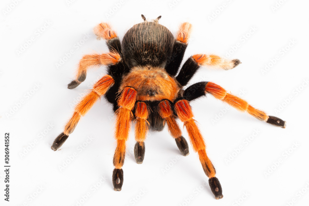 Tarantula Tarantula