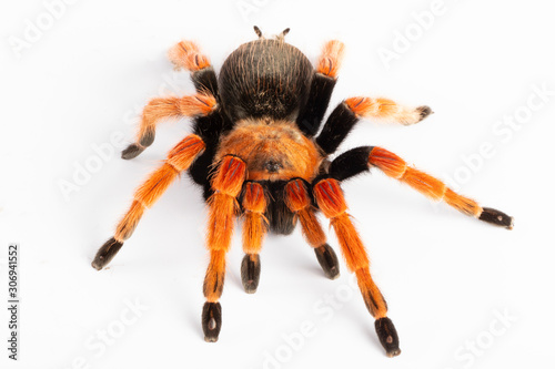 Tarantula