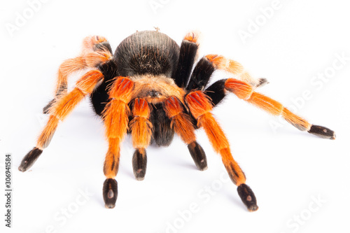 Tarantula