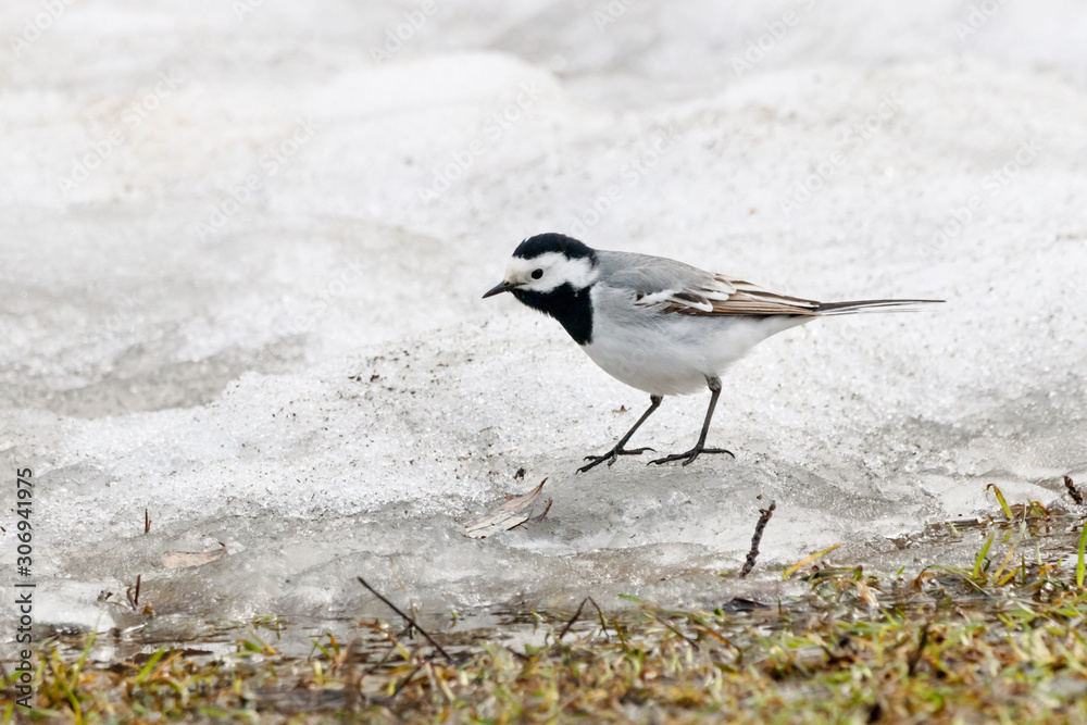 White wagtail motacilla alba walking on snow in early spring. Cute grey migratory songbird in wildlife. White wagtail motacilla alba walking on snow in early spring. Cute grey migratory songbird in wildlife.