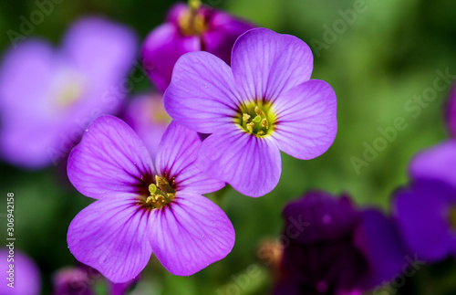 eine Nahaufnahme von einer sehr schönen lilafarbene Blüte