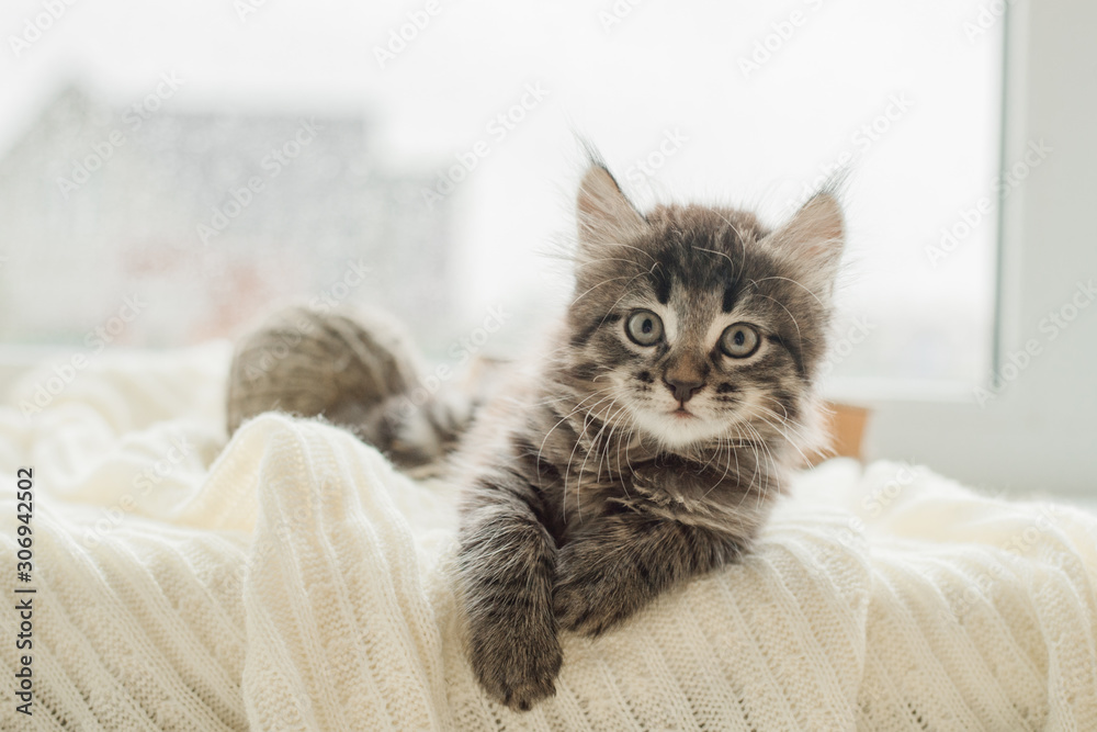 cute brown kitten lying on a white knitted blanket on the window