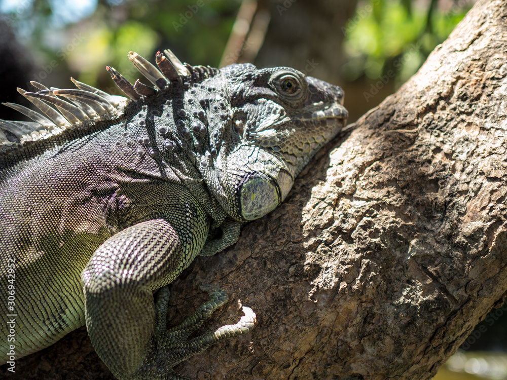 Obraz premium Indonesia, november 2019: Woody Dragon. Green iguana on the tree branch. Bali park of reptilies