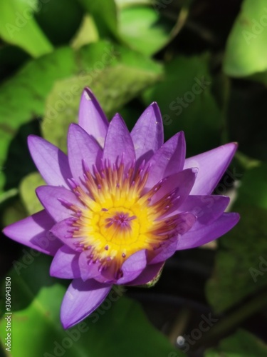 Purple lotus flowers in pond