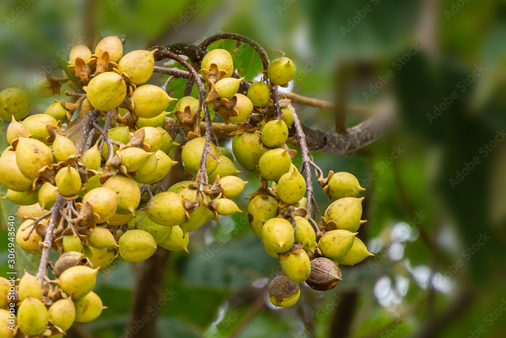 Close-up of yellowish green, nut-like fruits of Paulownia tomentosa or Empress tree or princess tree. Outdoor selective focus Close-up of yellowish green, nut-like fruits of Paulownia tomentosa or Empress tree or princess tree. Outdoor selective focus