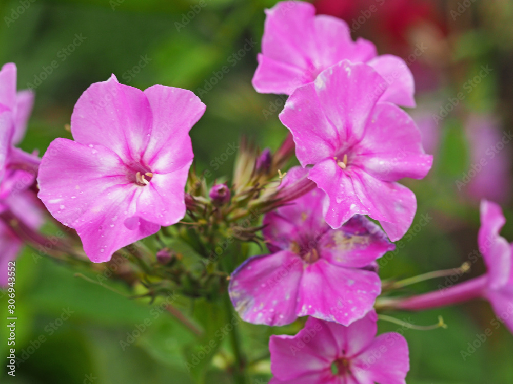 Closeup of pretty pink Pelargonium geranium flowers and buds Closeup of pretty pink Pelargonium geranium flowers and buds