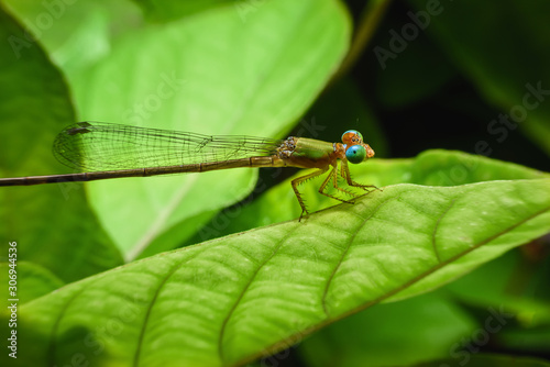 Beautiful dragonflies are attached to the green leaves in the natural garden.