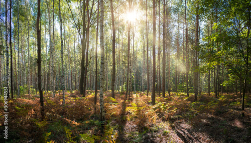 Fototapeta Naklejka Na Ścianę i Meble -  Beautiful forest in autumn with bright sun shining through the trees.