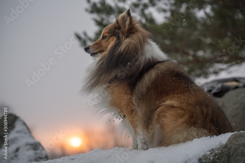 dog in the cold sunset © japono