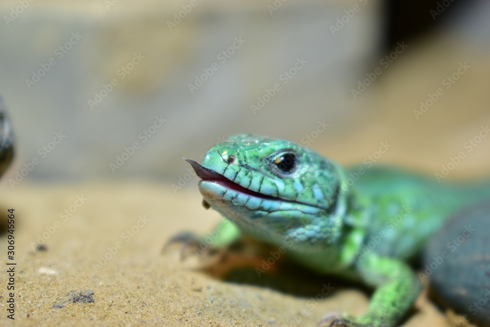 lizards live in a terrarium. sand lizard lizards live in a terrarium. sand lizard