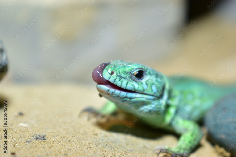 lizards live in a terrarium. sand lizard lizards live in a terrarium. sand lizard