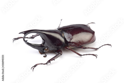 Male of rhinoceros beetle (Xylotrupes lorquini) isolated on white